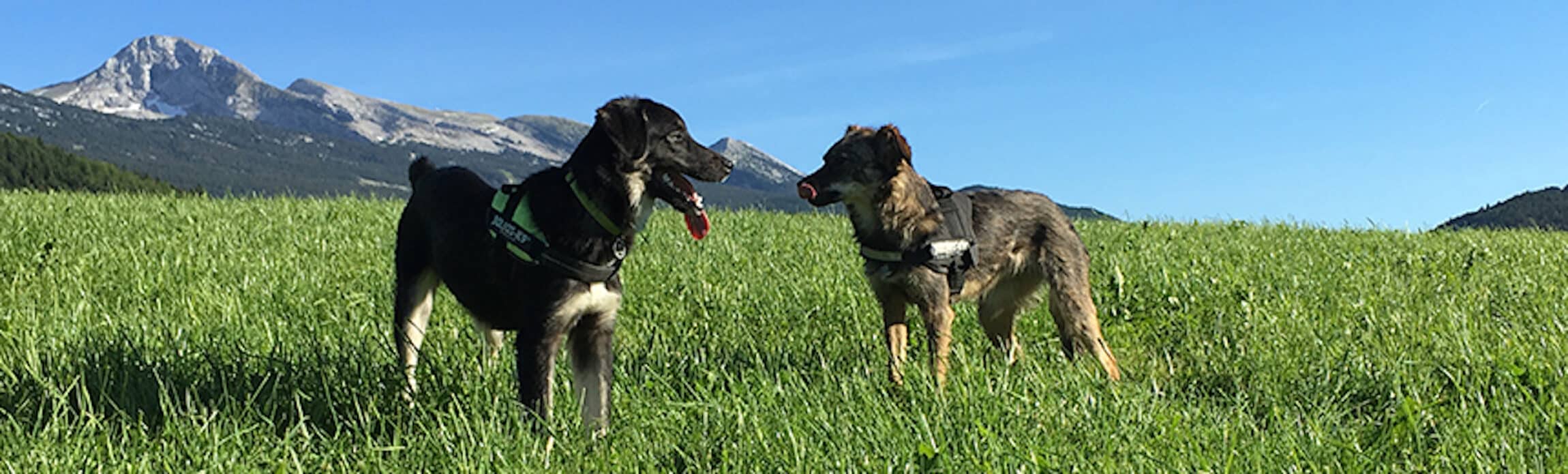 Chiens dans le Vercors